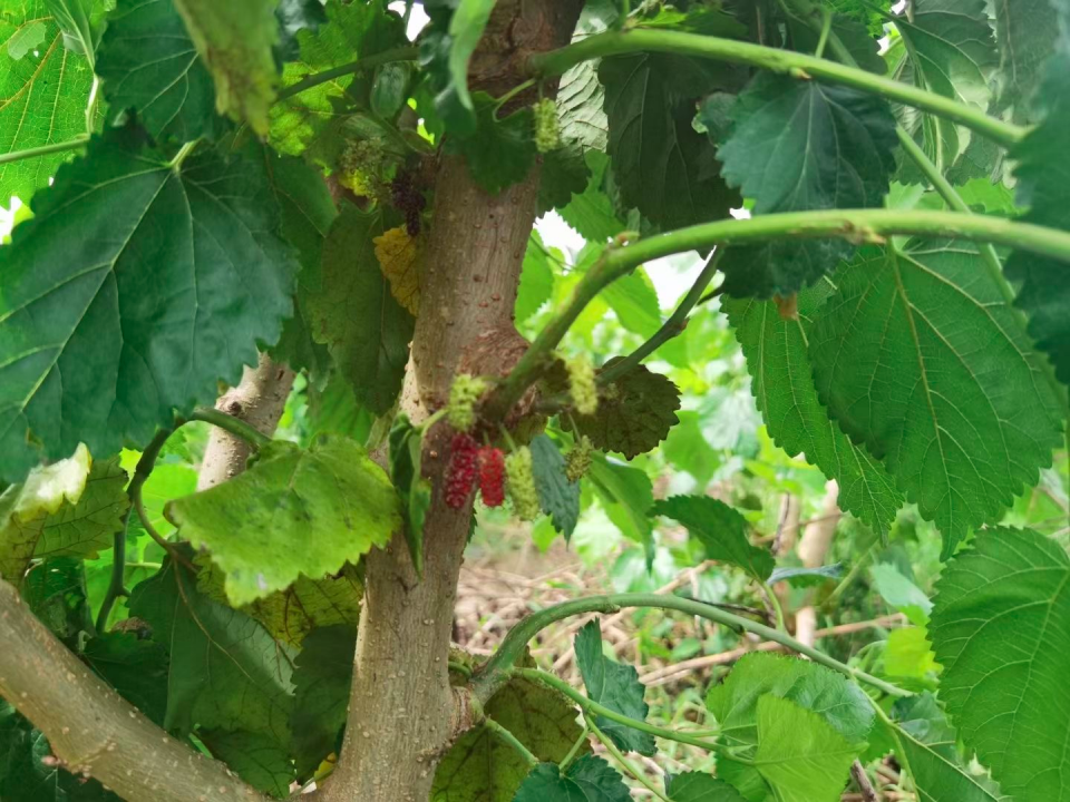 1b1e145613184fc0b841c837ddfc68a7.png bevictor伟德官网